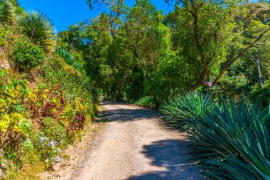 Sintra, Portekiz 'deki Monserrate Sarayı' nın bahçeleri.