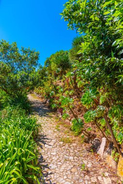 Sintra, Portekiz 'deki Monserrate Sarayı' nın bahçeleri.