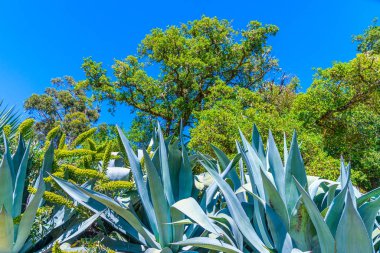 Sintra, Portekiz 'deki Monserrate Sarayı' nın bahçeleri.