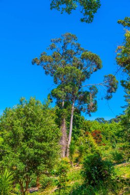 Sintra, Portekiz 'deki Monserrate Sarayı' nın bahçeleri.