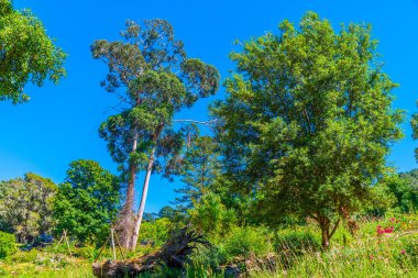 Sintra, Portekiz 'deki Monserrate Sarayı' nın bahçeleri.