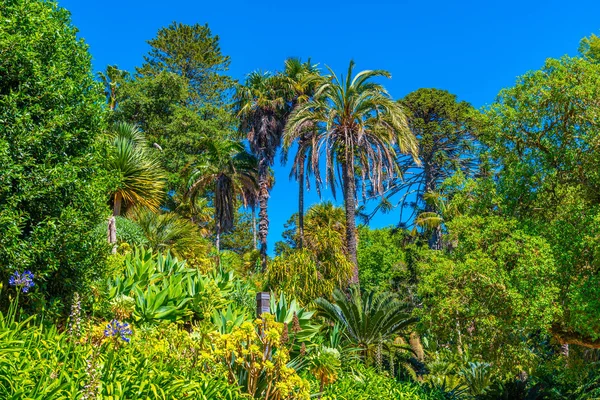 Gardens at the grounds of Palace of Monserrate at Sintra, Portug — стокове фото