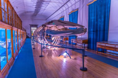 Coimbra, Portekiz, 21 Mayıs 2019: Müzenin Zoolojik bölümü