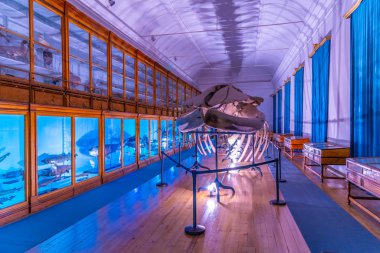 Coimbra, Portekiz, 21 Mayıs 2019: Müzenin Zoolojik bölümü