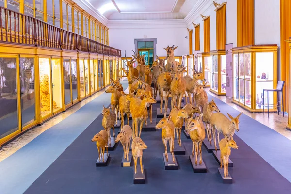 Coimbra, Portugal, 21 травня 2019: Zoological section of the museu — стокове фото