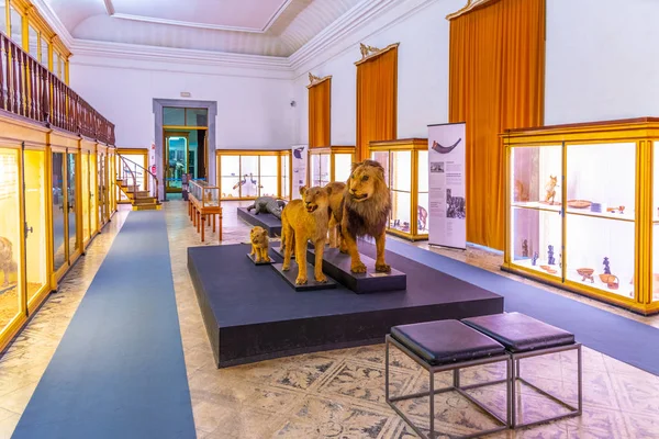 COIMBRA, PORTUGAL, 21 DE MAYO DE 2019: Sección zoológica del museo — Foto de Stock