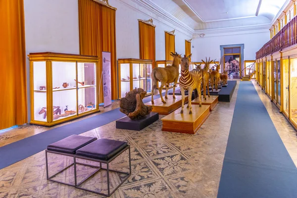 COIMBRA, PORTUGAL, MAY 21, 2019: Zoological section of the museu — Stockfoto