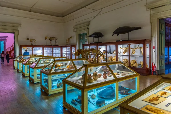 Coimbra, Portugal, 21 травня 2019: Zoological section of the museu — стокове фото