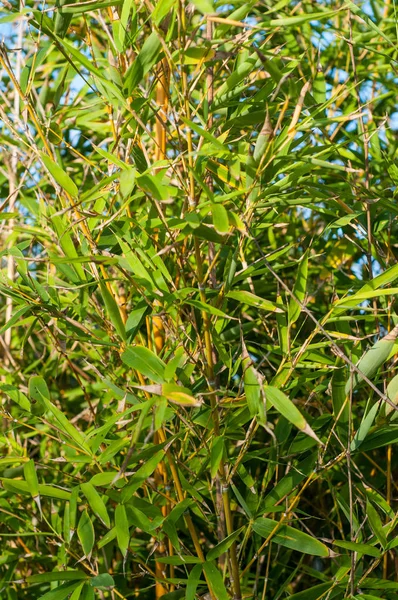 Bambus Bougainvillea Zdobí Zahradu Domu — Stock fotografie