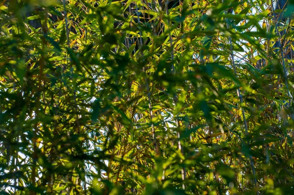 Bambus Bougainvillea Zdobí Zahradu Domu — Stock fotografie