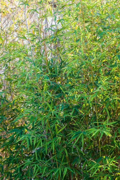 Bambou Bougainvilliers Ornent Jardin Une Maison — Photo