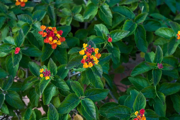 Bamboe Bougainvillea Sieren Tuin Van Een Huis — Stockfoto