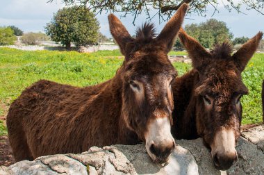 Şirin eşekler, Modika kırsalının tipik taş duvarlarından dışarı bakarlar.