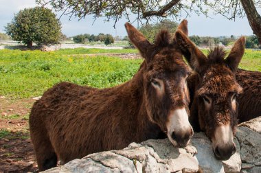 Şirin eşekler, Modika kırsalının tipik taş duvarlarından dışarı bakarlar.
