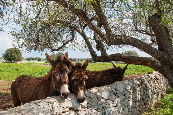 Cute Donkeys Look Out Stone Wall Typical Modica Countryside — 스톡 사진