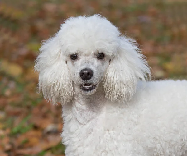 Beyaz köpek portresi — Stok fotoğraf