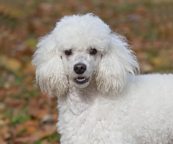 Porträtt av vit hund — Stockfoto