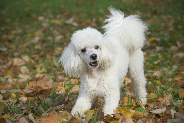 Λευκό σκυλί στο πάρκο — Φωτογραφία Αρχείου