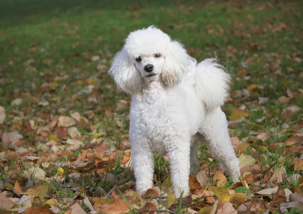 Witte hond in het park — Stockfoto