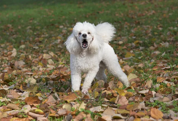 White dog in the park — Stock Photo, Image