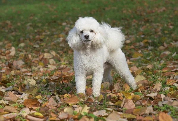 Perro blanco en el parque — Foto de Stock