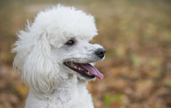 Retrato de caniche blanco — Foto de Stock