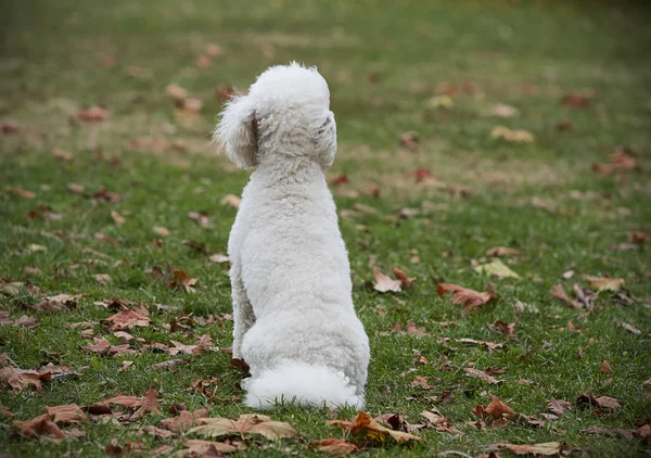 Λευκό σκυλί στο πάρκο — Φωτογραφία Αρχείου