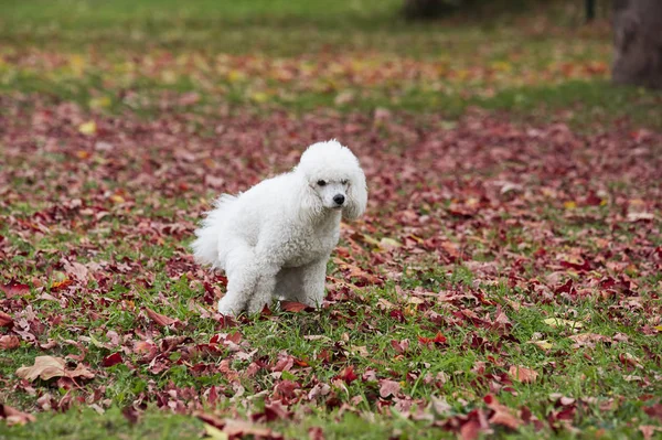 Chien caca sur l'herbe — Photo