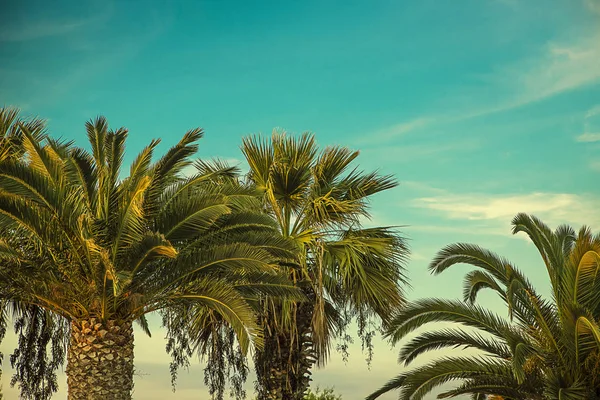 Palm trees retro — Stock Photo, Image