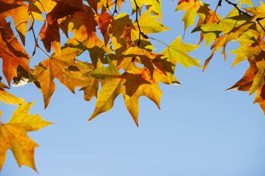 Bir ağaç üzerinde sonbahar renkleri