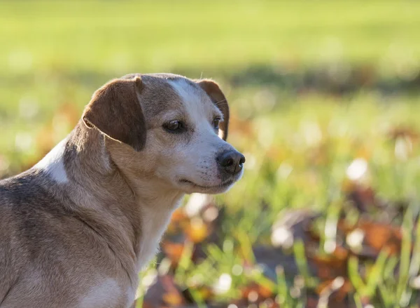 Trevlig hund poserar — Stockfoto