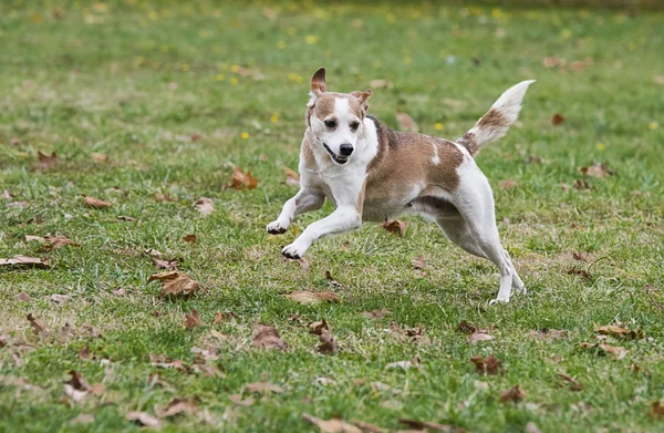 Bonita carrera de perros — Foto de Stock