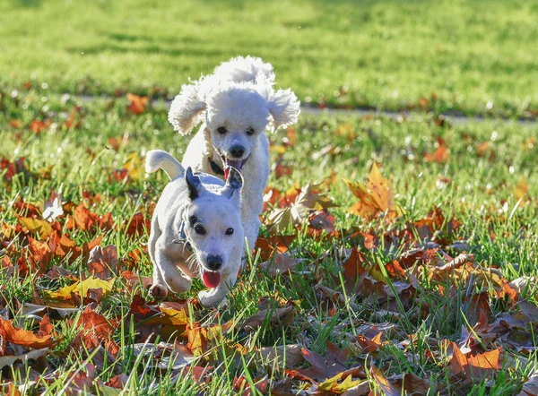 Los perros están jugando — Foto de Stock