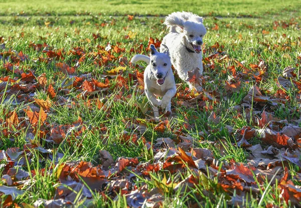 Los perros están jugando — Foto de Stock