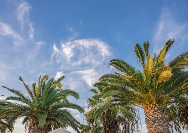 Beaux palmiers — Photo