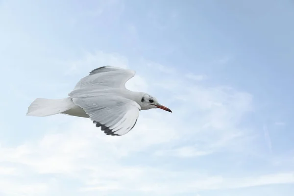 Möwe im Flug — Stockfoto