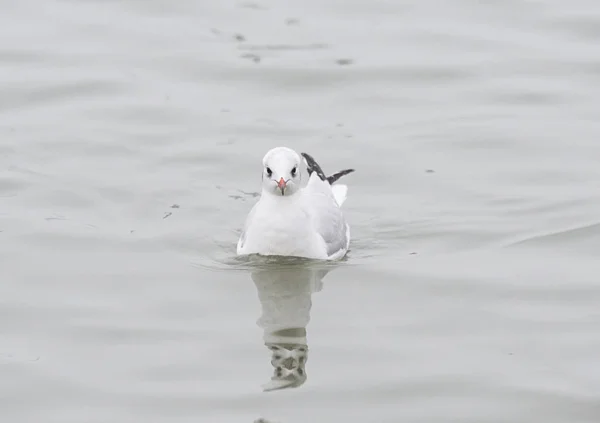 Gaviota nadando en el agua — Foto de Stock