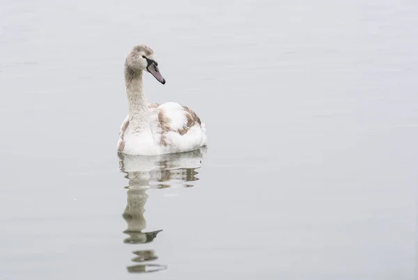 Swan trots in water — Stockfoto