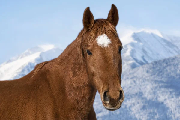 Retrato de un hermoso caballo — Foto de Stock