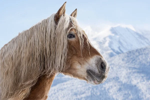 Retrato de un hermoso caballo — Foto de Stock