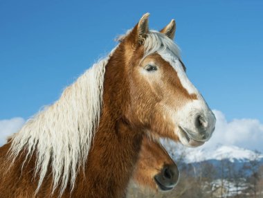 Güzel at üstünde kar