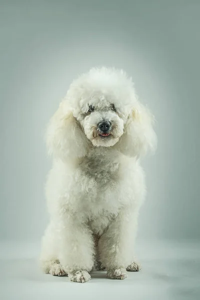 Perro blanco posando — Foto de Stock