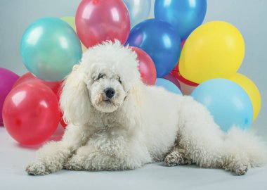 Balonlar ile köpek