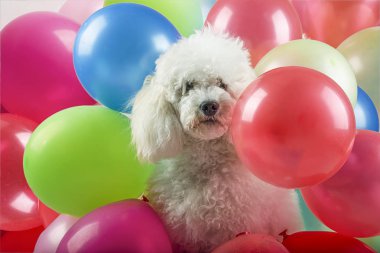 Balonlar ile köpek