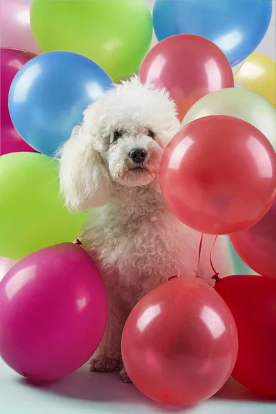 Cão com balões — Fotografia de Stock