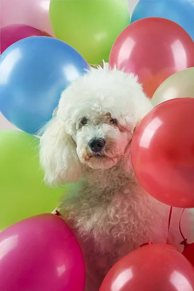 Perro con globos —  Fotos de Stock