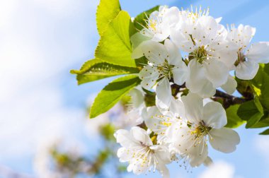 güzel kiraz çiçeği 