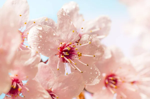 아름 다운 벚꽃 — 스톡 사진