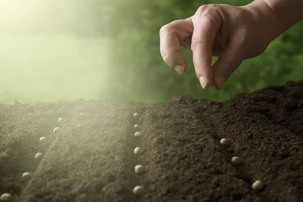 Voorjaar planten planten — Stockfoto