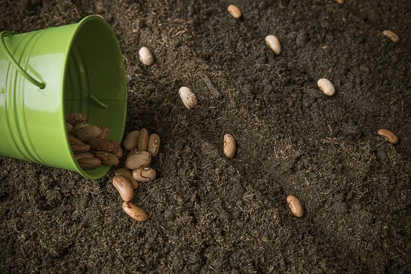 Spring planting plants — Stock Photo, Image